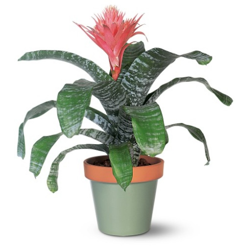 Ехмея / Aechmea fasciata 50/15